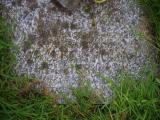 image of grave number 784891